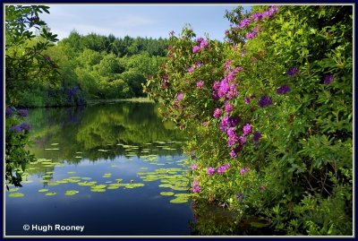 Ireland - Co.Monaghan - Rossmore Forest Park