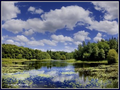  Ireland - Co.Monaghan - Rossmore Forest Park
