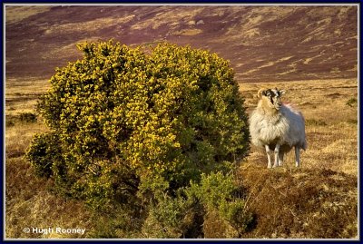  Ireland - Co.Waterford - Knockmealdown Mountains