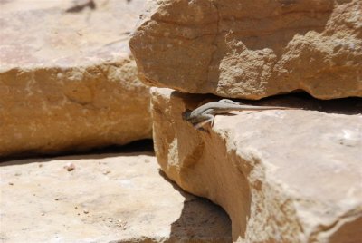 Bryce Canyon 2009 054.jpg