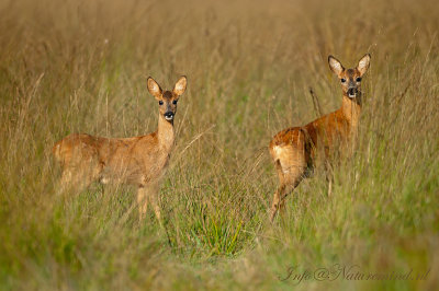 Roe Deer - Ree