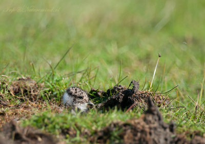 Kievit - Lapwing juvenile LR-8137.jpg