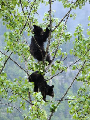 Black Bear Cubs-Momma Hiding Below