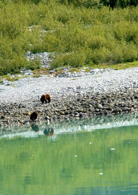 Grizzly Bear Mom and Yearling