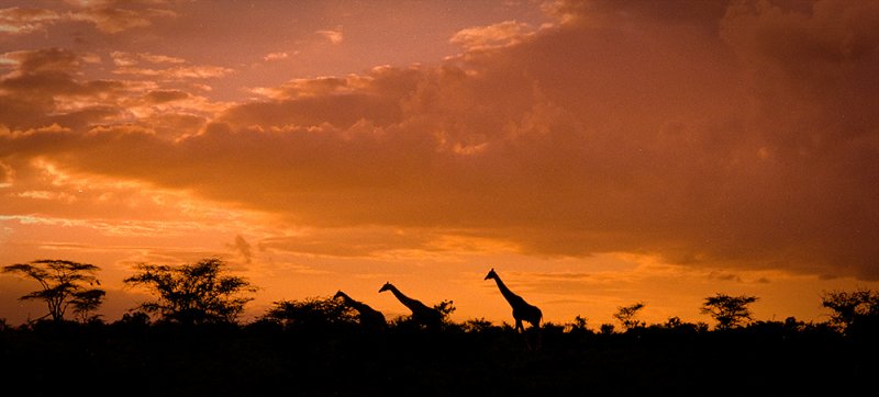 Giraffes in the sunset