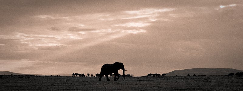 Elephant & Wildebeest on the savannah