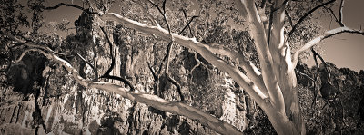 Glorious Gum tree at Windjana Gorge