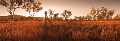 Sea of Spinifex grass against the light