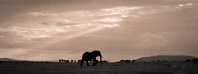 Elephant & Wildebeest on the savannah