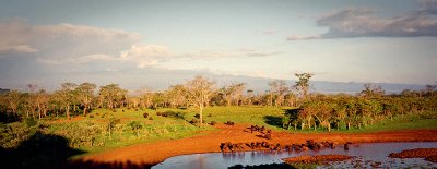 Buffalos in the forrest Panorama