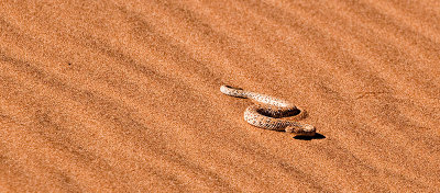 Sidewinder Snake in Sand Dune