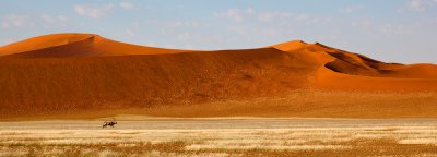 Oryx in the dunes Panorama