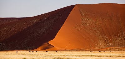 A group of Oryx by the dunes