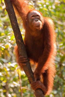 Orangutan hanging out