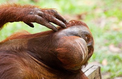 Orangutan scratching
