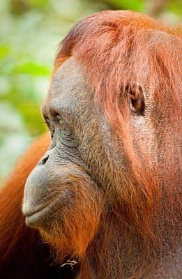 Orangutan profile