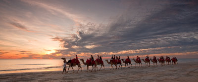 Camels in the setting sun on Cable Beach