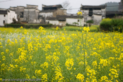 WuYuan and Rape Seed Flowers