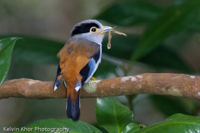 Silver Breasted Broadbill (nesting mat'l)