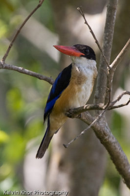 Black-Capped Kingfisher (migrant)