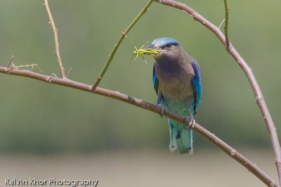 Indian Roller (migrant)