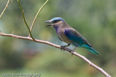 Indian Roller (migrant)