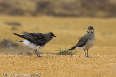 Oriental Pratincole (migrant)