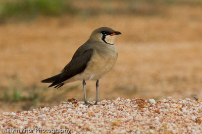 Oriental Pratincole (migrant)