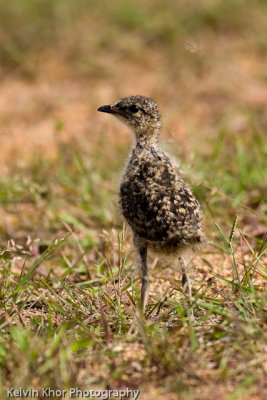 Oriental Pratincole (chick)