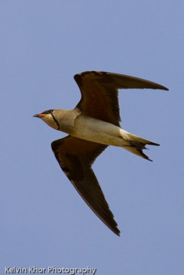 Oriental Pratincole (migrant)