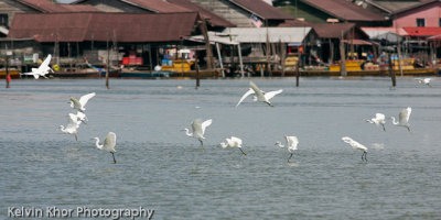 Group of egrets with fishing village as background
