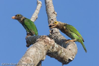 Lineated Barbet (pair)
