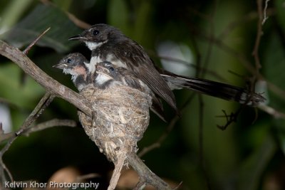 Pied Fantail (with chicks)