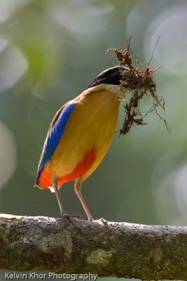 Blue Winged Pitta