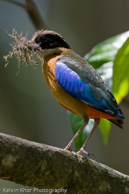 Blue Winged Pitta