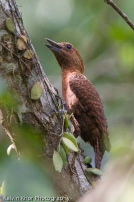 Rufous Woodpecker