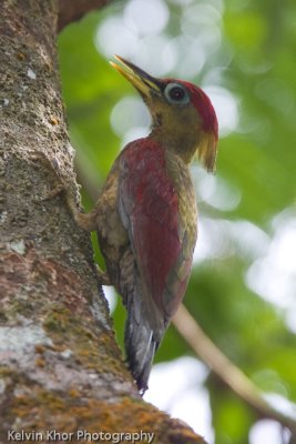 Crimson Winged Woodpecker