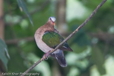 Green Winged Pigeon