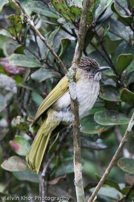 Mountain Bulbul