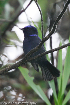 Large Niltava (male)