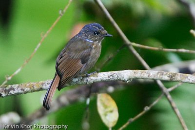 Large Niltava (female)
