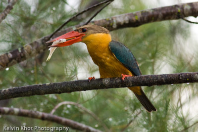 Stork-Billed Kingfisher