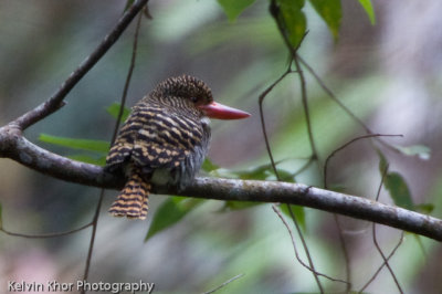 Banded Kingfisher