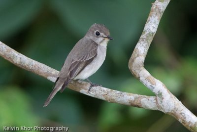 Asian Brown Flycatcher