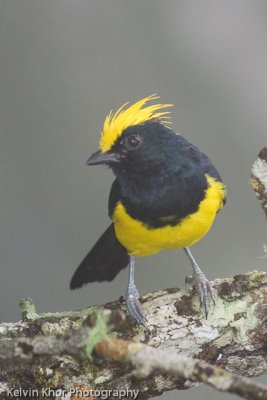 Sultan Tit