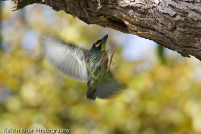 Coppersmith Barbet