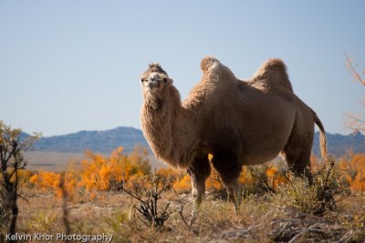 Domesticated camel running wild is a common sight
