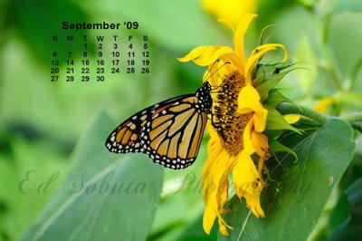 2009 Butterflies Calendar