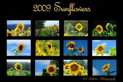 2009 Sunflower Calendar