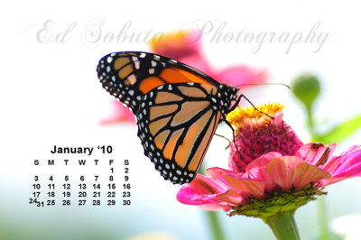2010 Butterfly Calendar